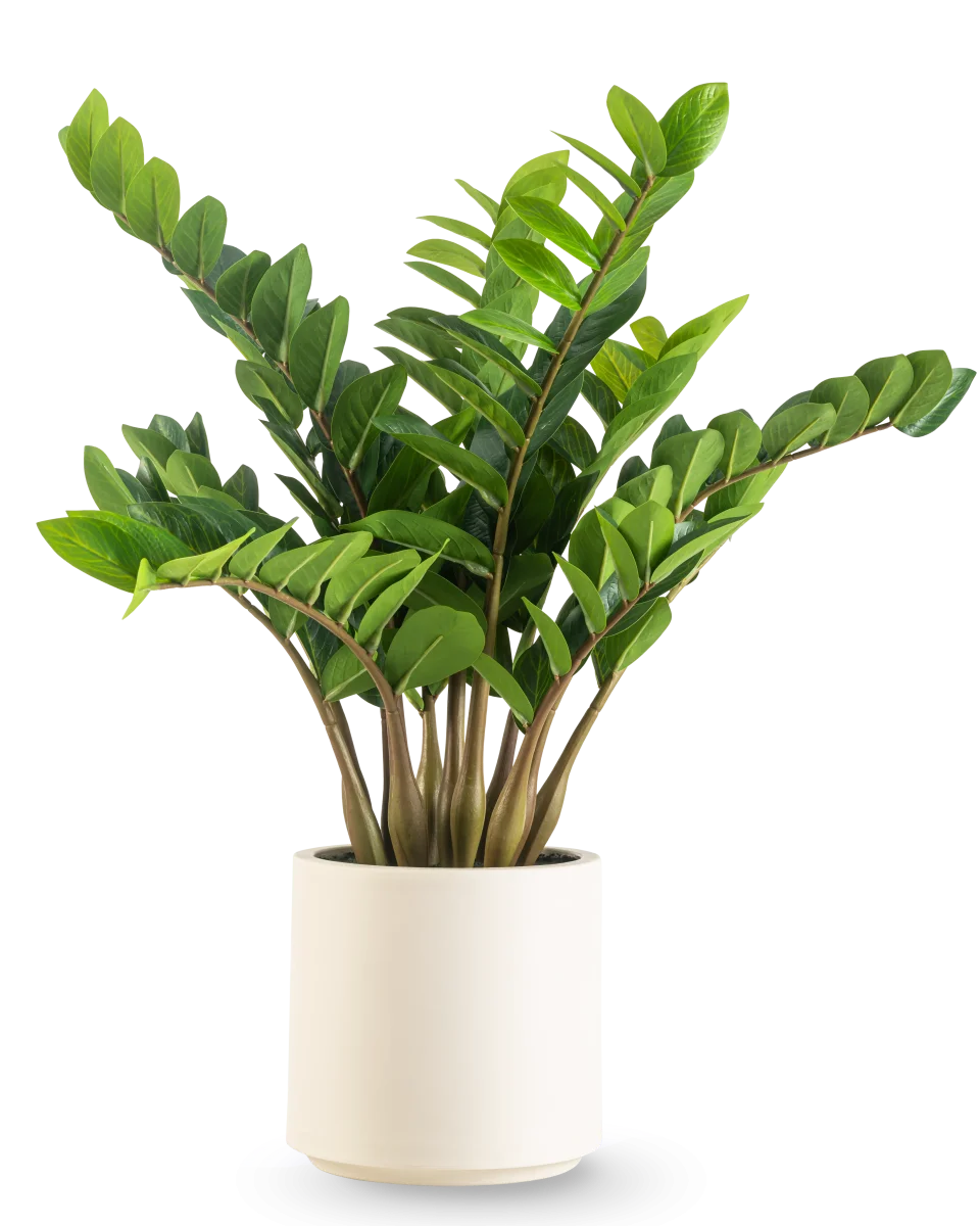 Planta artificial Zamioculcas lista en maceta beige 80 cm